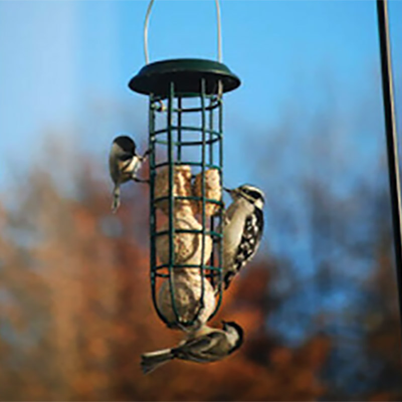 Suet Balls 4 Pack Hot Pepper Blend Wildlife Science