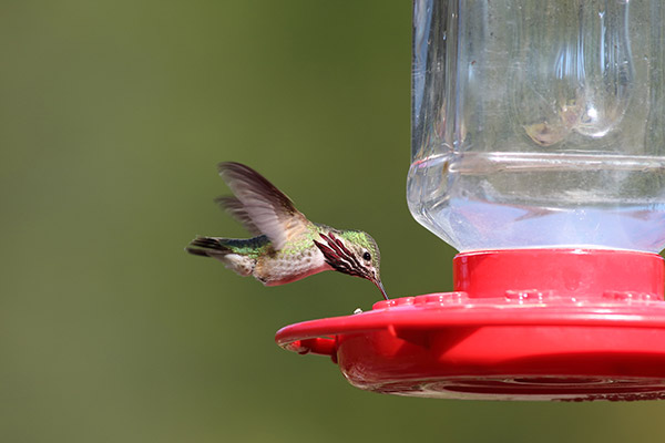 Hummingbird Nectar