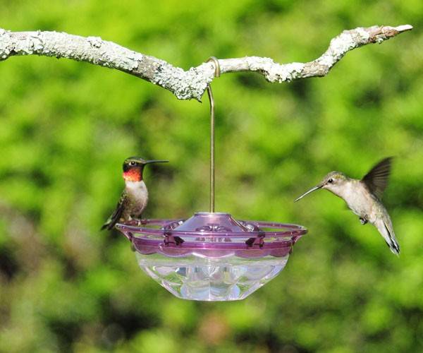 HummBlossom Rose hummingbird feeder