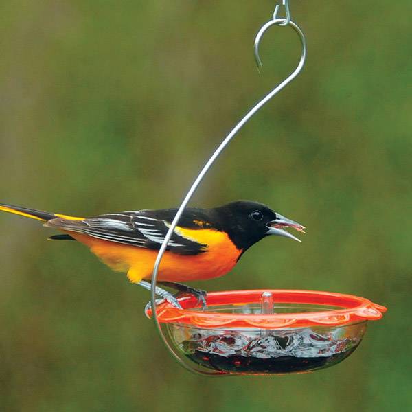 BO's Marmalade Hanging Oriole Feeder