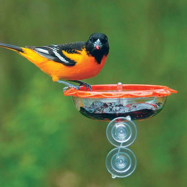 BO's Marmalade Window Oriole Feeder
