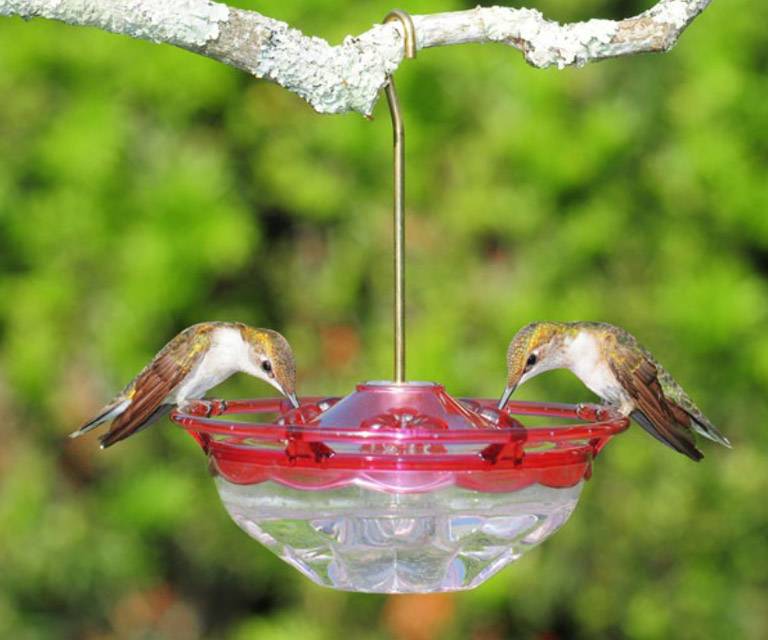 HummBlossom Rose hummingbird feeder