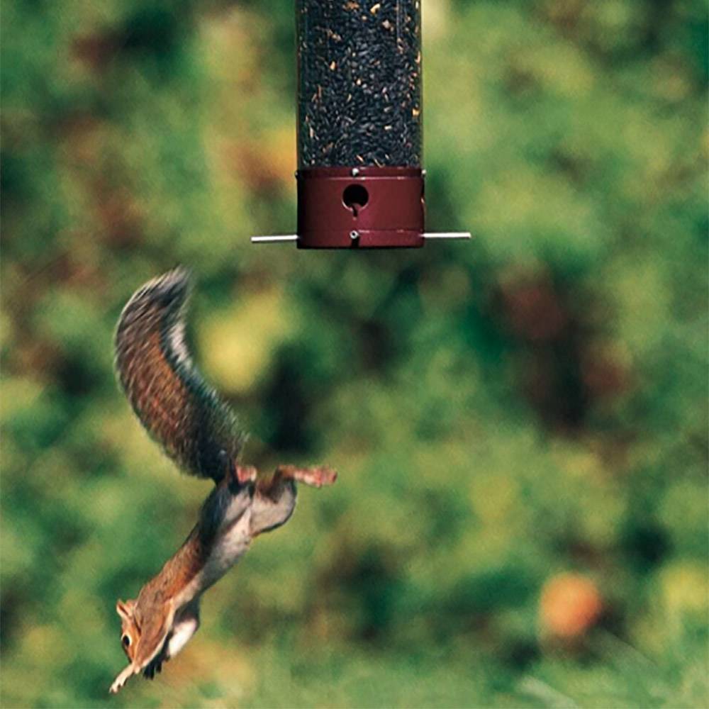 Droll Yankees Yankee Dipper Squirrel-Proof Birdfeeder