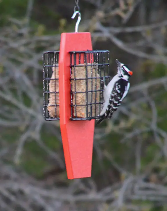 Dual Cage Tail Prop Suet Feeder