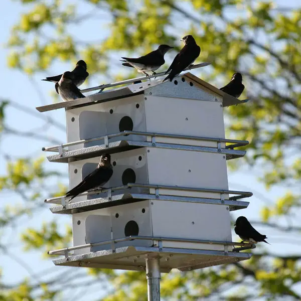 Purple Martin House with 3 floors and 12 rooms - starling resistant