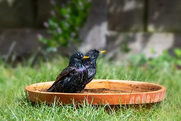Starling bathing in a bird bath on the ground