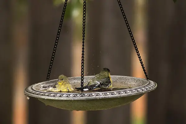 goldfinches bathing in a hanging bird bath