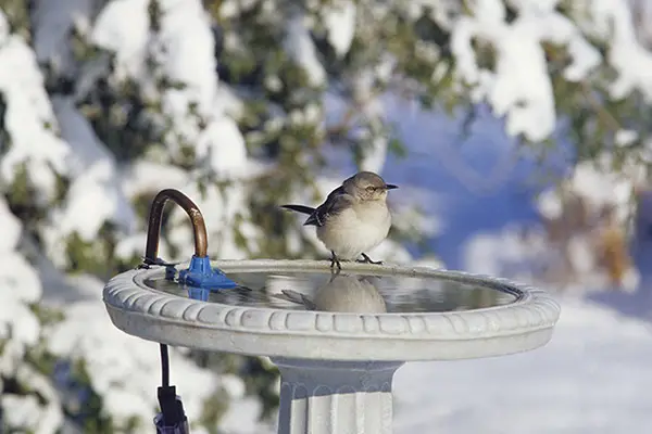 heated bird bath in the winter