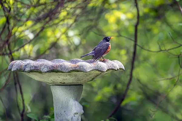 Robin on a pedestal birdbath