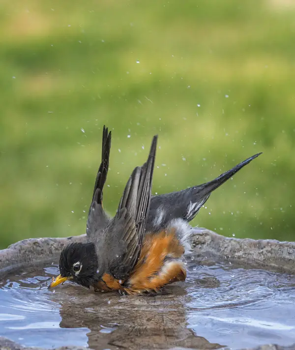 Robin taking a bath