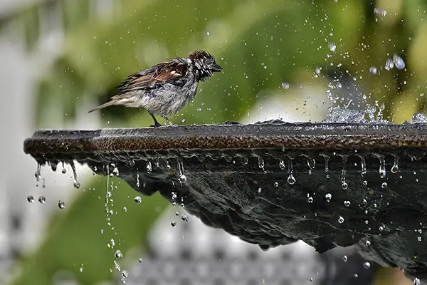 wet sparrow bathing in a fountain