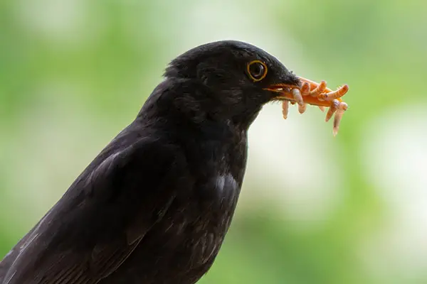 Male blackbird with many mealworms in his bill