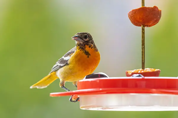 Oriole eating grape jelly on a spring day