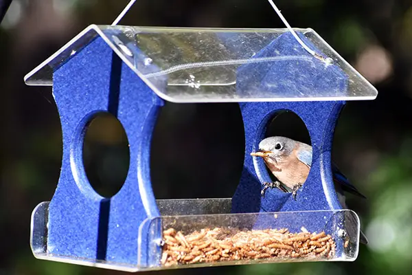 bluebird feeder