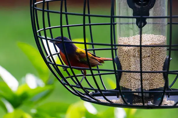 caged bird feeder with painted bunting