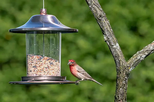 House Finch bird balancing on a hanging bird feeder