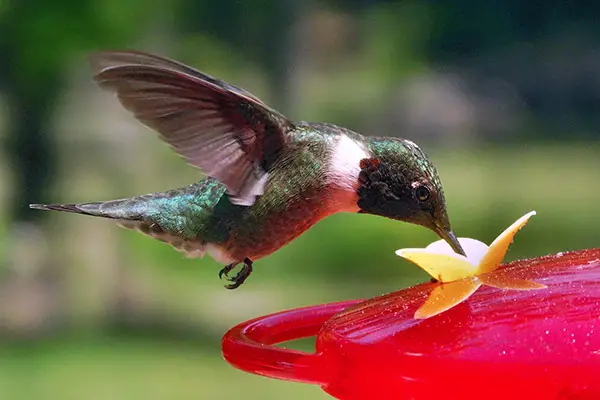 hummingbird drinking from a feeder on a sunny day