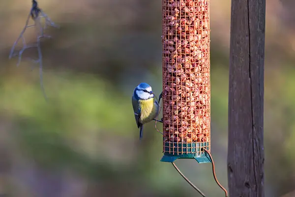 nut bird feeder with blue tit bird