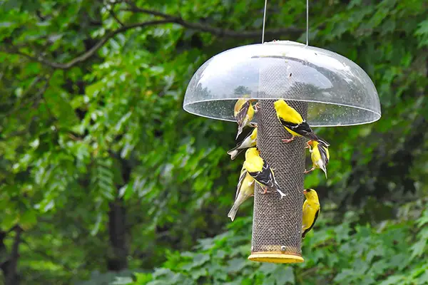 Seven American Goldfinches Birds Enjoy Nyjer Seeds or Thistles Seeds from a Bird Feeder