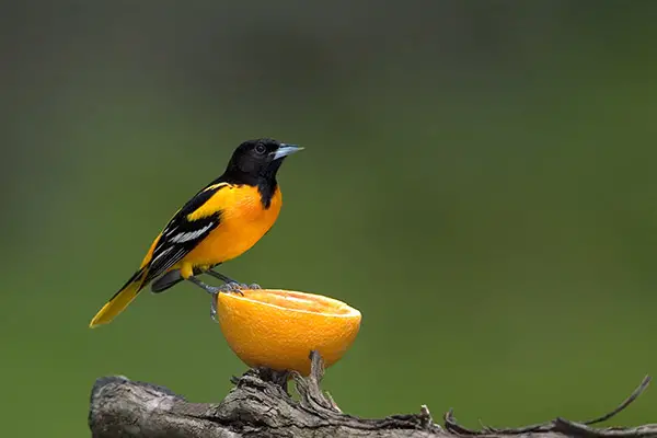 oriole bird eating fruit