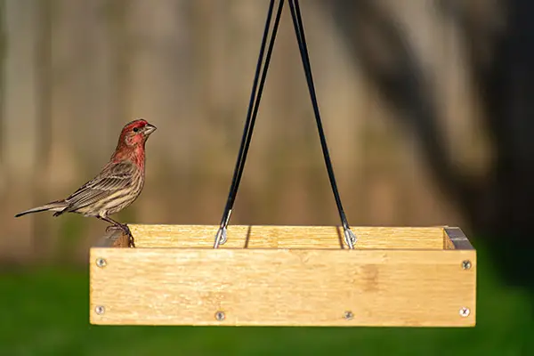 House Finch eating at a platform bird feeder