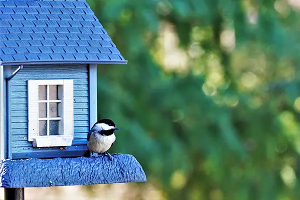 Specialty Bird Feeder