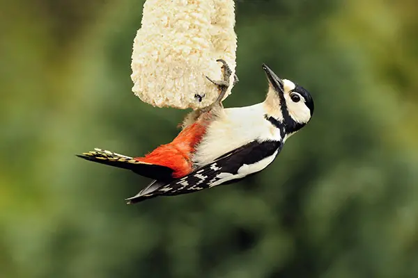 suet cake with woodpecker