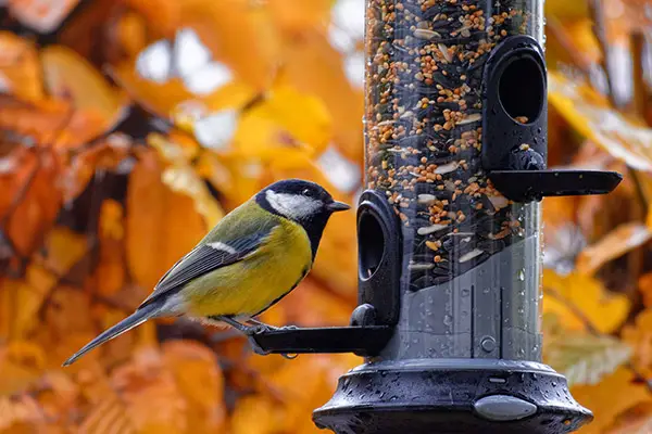 tube bird feeder with Great Tit