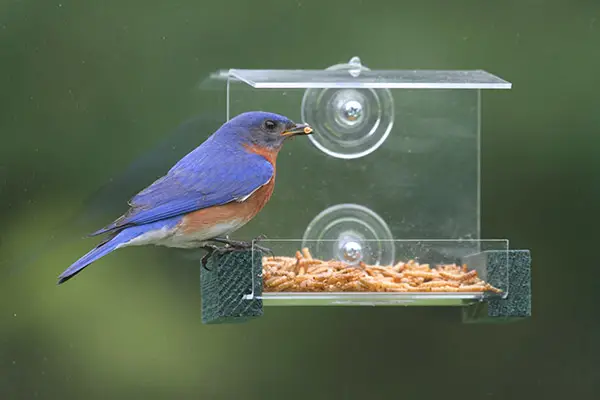 window feeder with bluebird eating