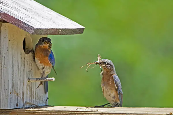 Bluebirds checking out their house