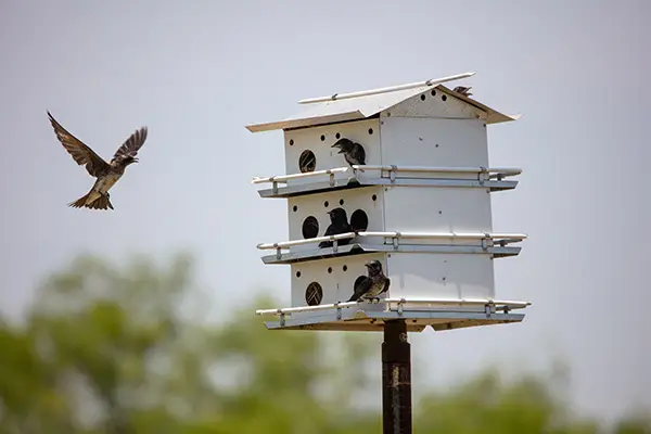 purple martins flying in and out of their birdhouse