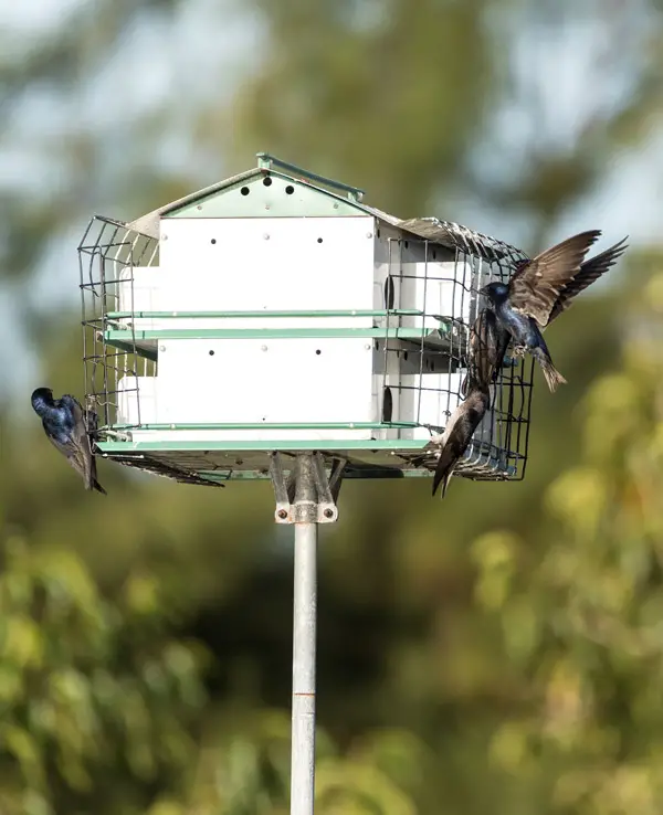 Purple martin birds fly and perch on a house over a pond
