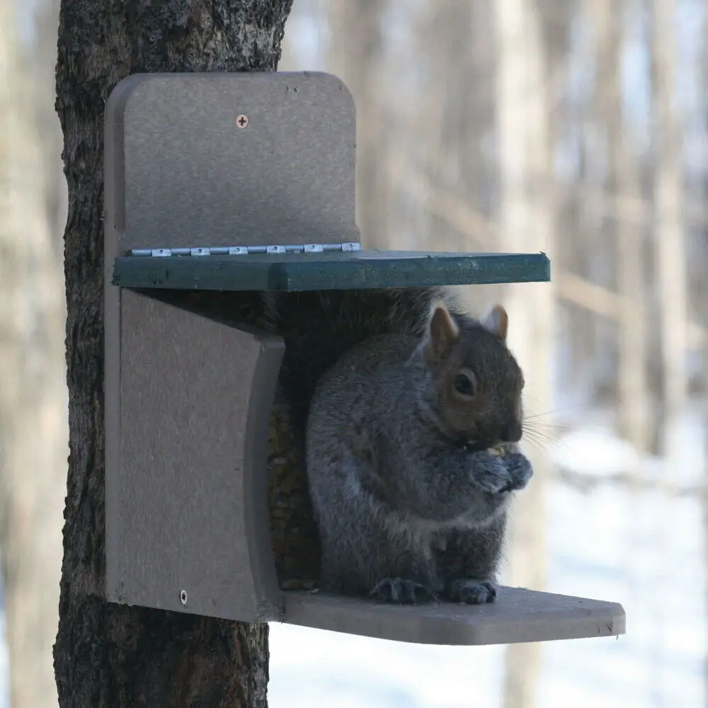 Birds Choice Recycled Squirrel Munch Box